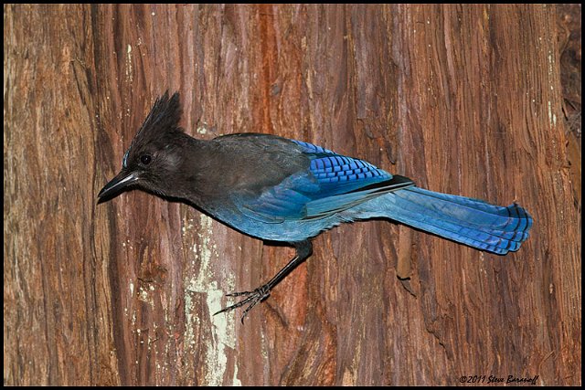 _1SB6391 stellers jay on redwood.jpg